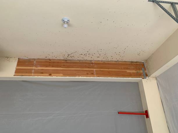 Environmental Consulting for Mold Prevention